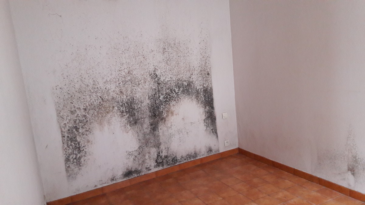 Moisissures - Expertise humidité à Nîmes